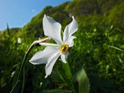 Dai ciliegi in fiore di PIAZZOLI (1183 m.) alla bella Madonnina dei CANTI (1563 m.) il 14 maggio 2013  - FOTOGALLERY